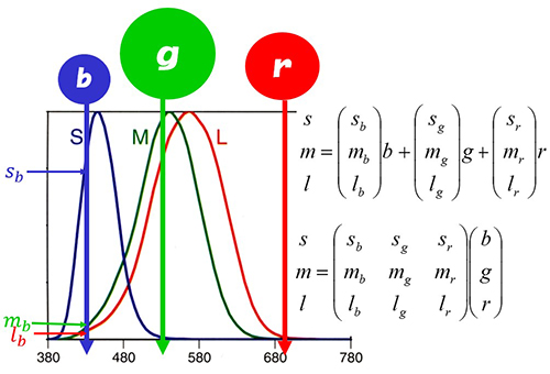 色彩値等色関数：人の目をものさしに