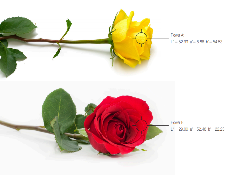 Yellow rose and red rose defining cielabs method