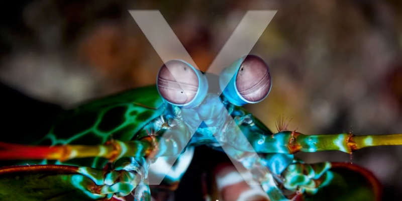 X-Means Launch Event 