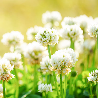 demystifying-daylight_400x400