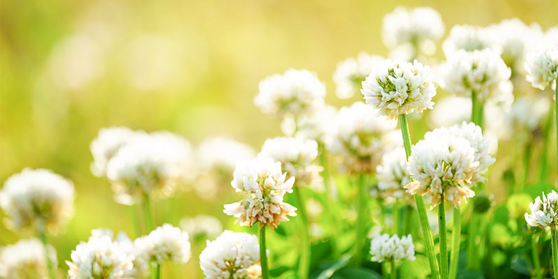 demystifying-daylight_800x400