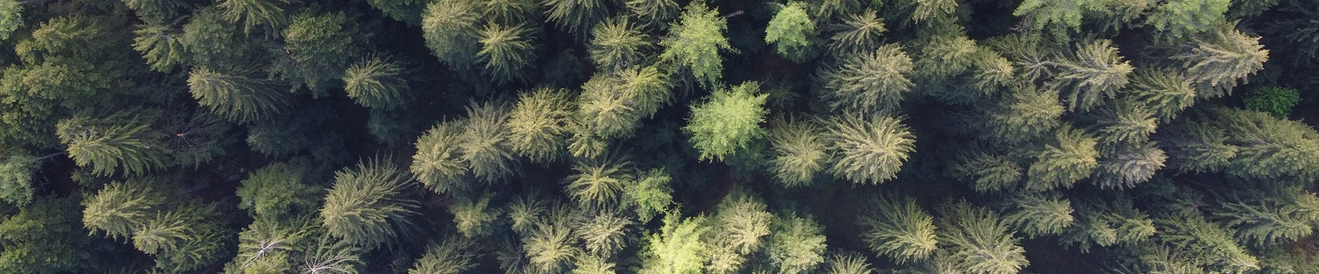 optical-brightner_1920x400